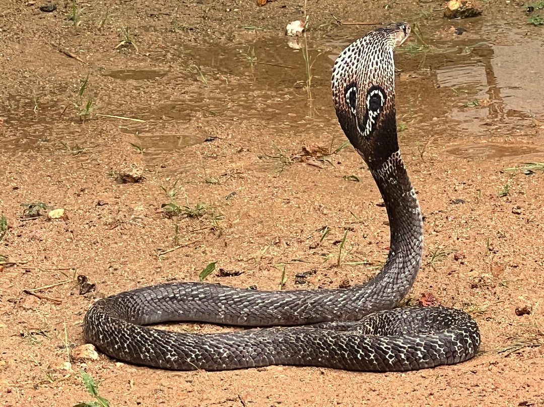 马度欢乐之旅-加勒必去景点