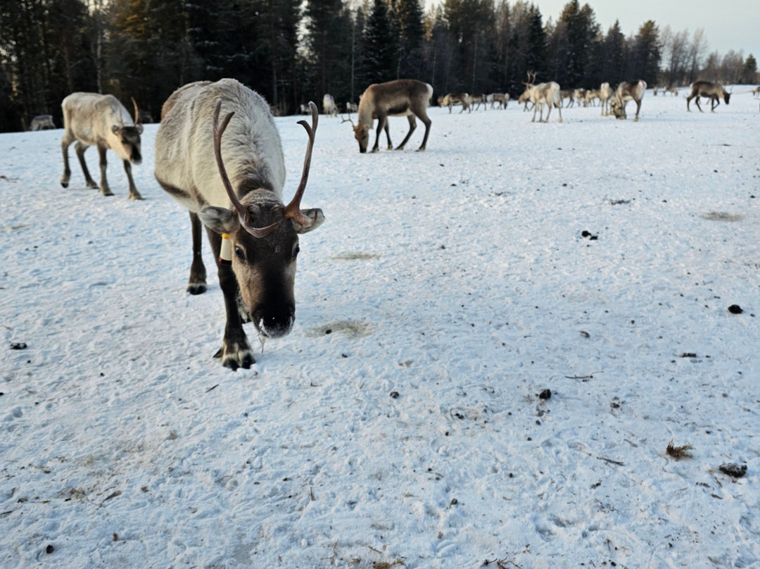 Kujala Reindeer Farm-库萨莫必去景点