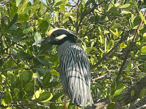 Surferbus-布雷登顿必去景点