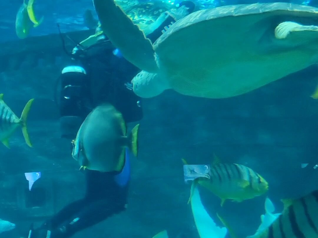 Sochi Discovery World Aquarium-Kurortny Gorodok必去景点