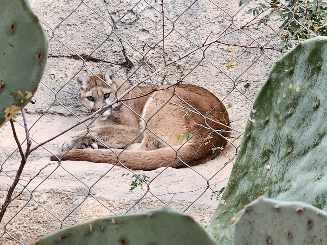 Living Desert Zoo and Gardens State Park景点图片