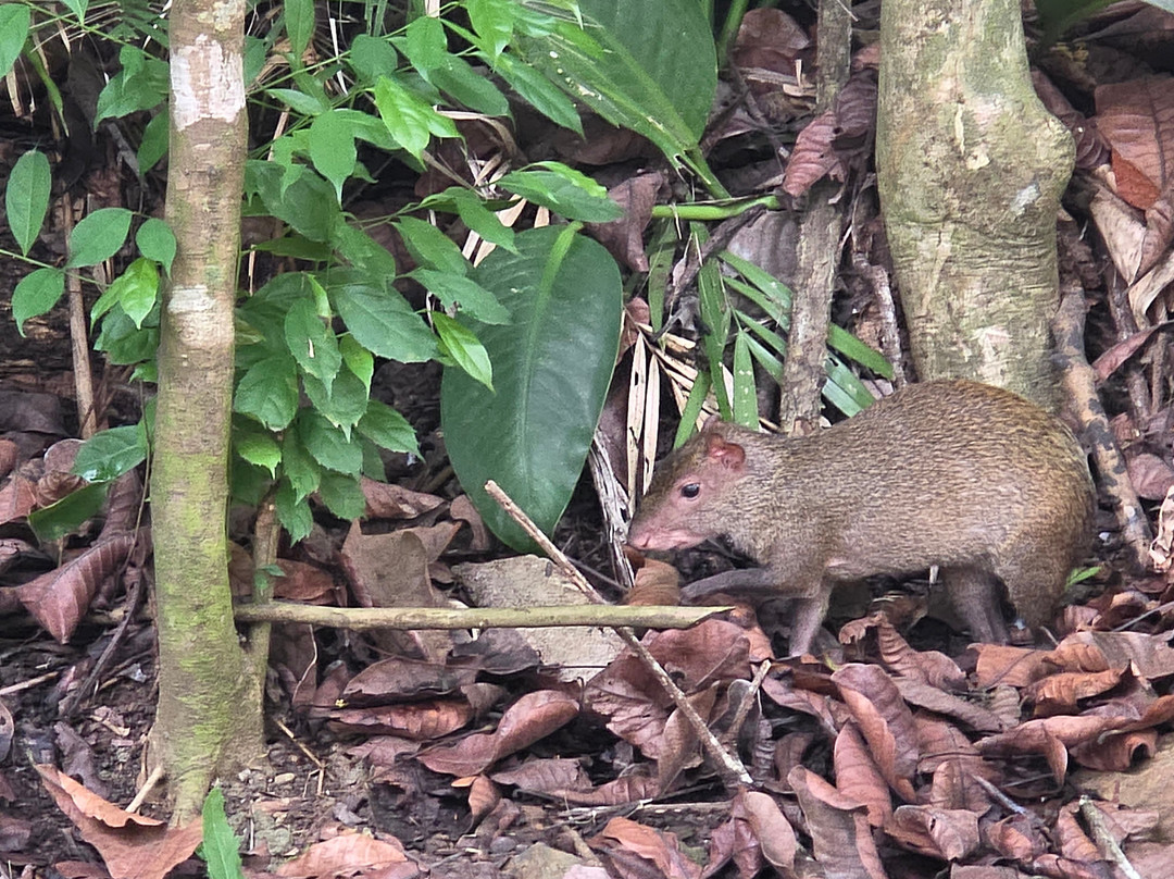Ancon Hill-巴拿马城必去景点