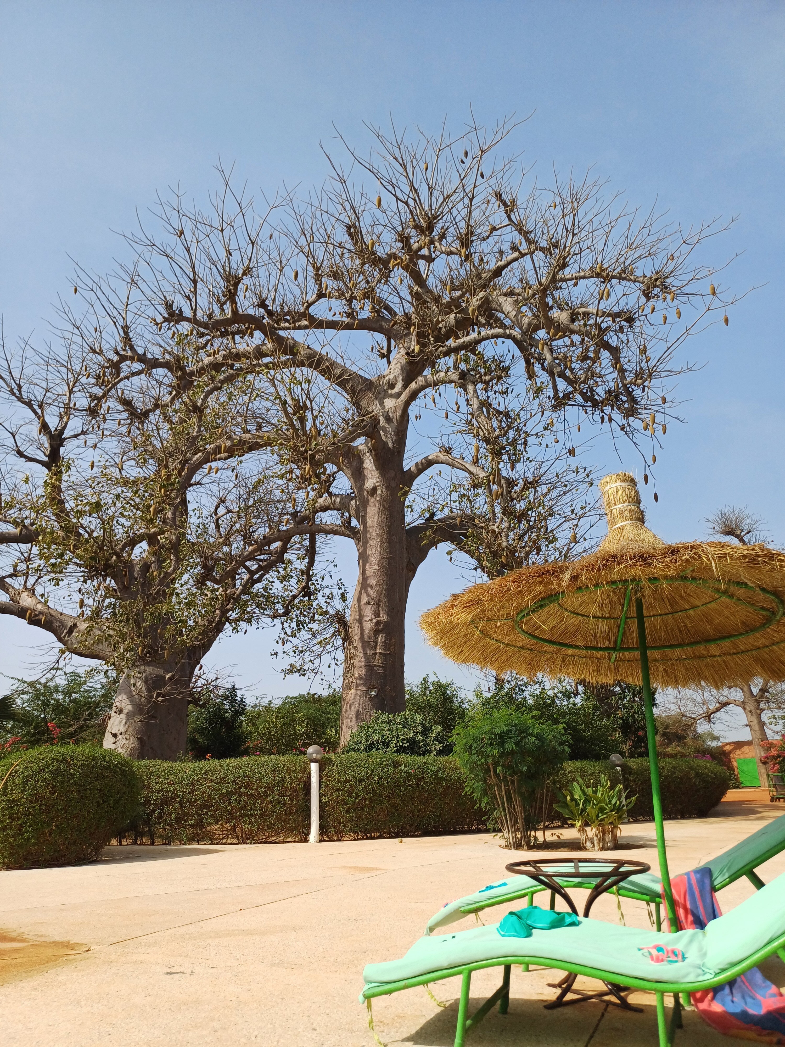 Baobab Soleil-官方