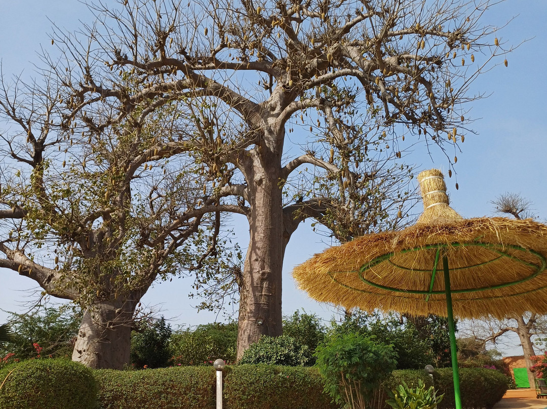 Baobab Soleil主图