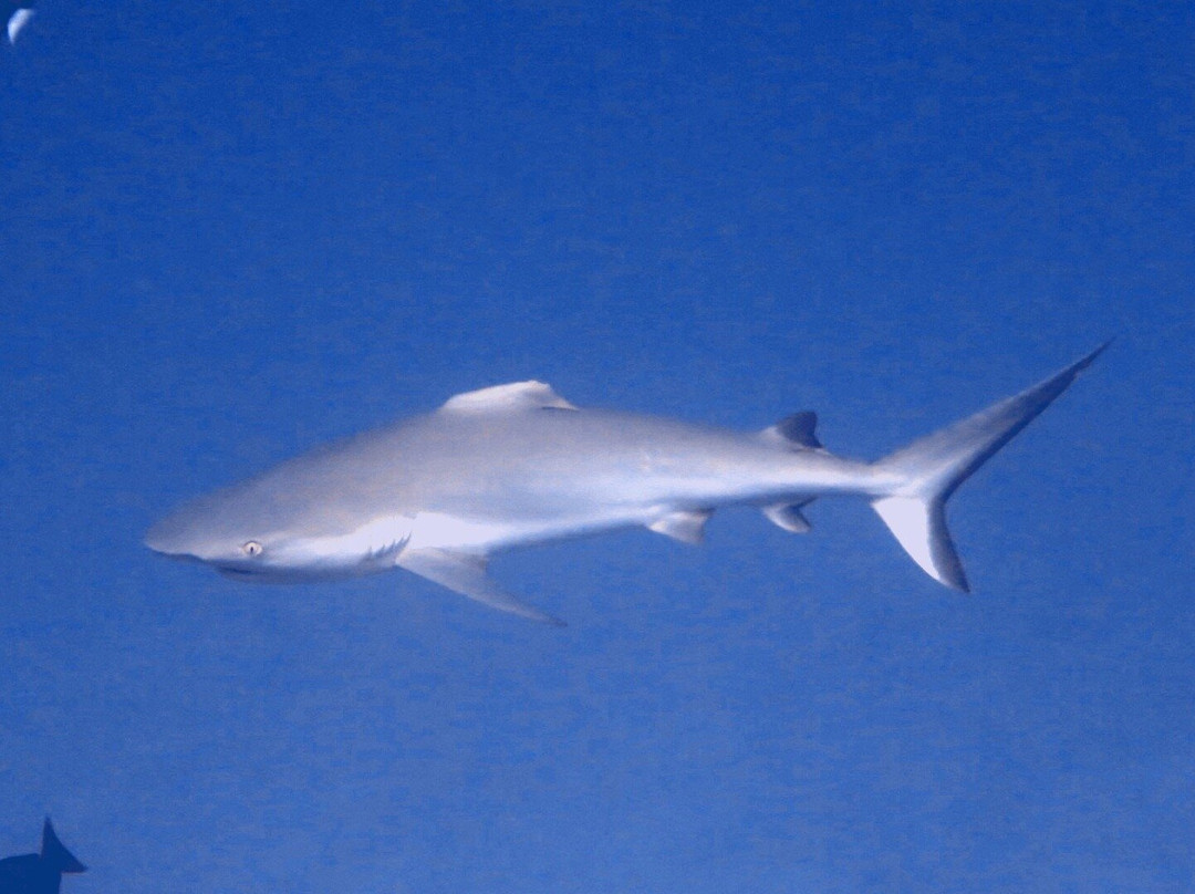 DivePoint Meedhupparu-蜜杜帕卢岛必去景点