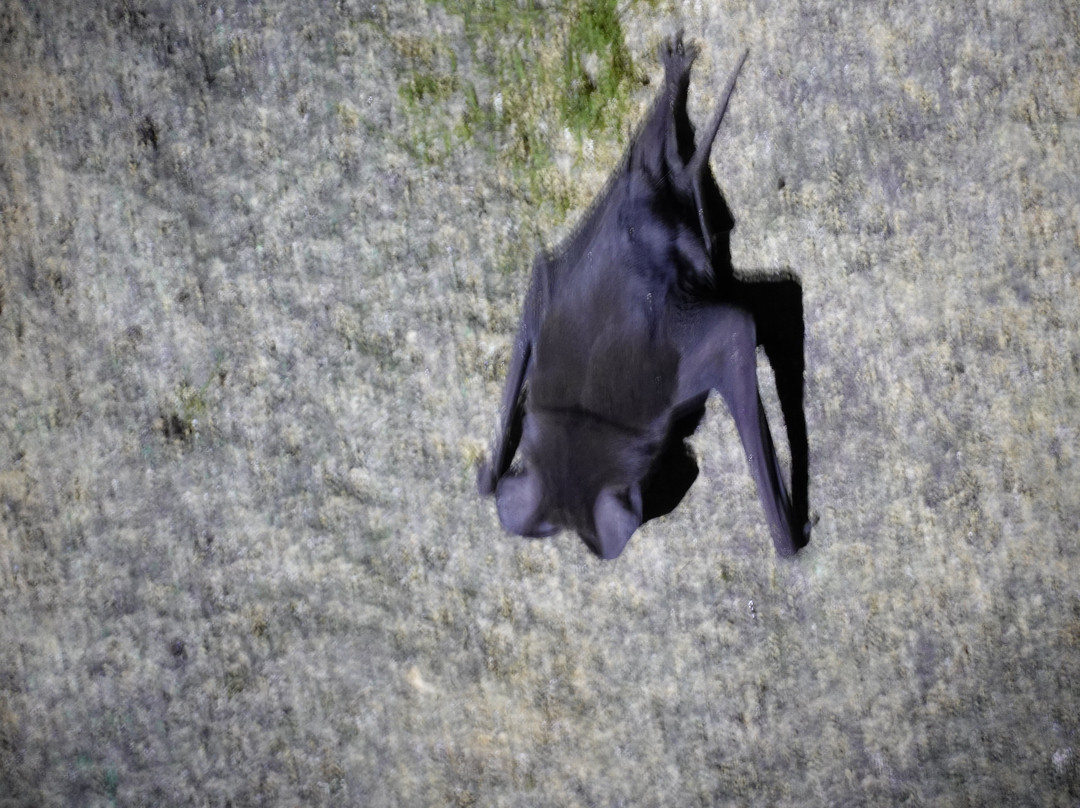 Deer Cave-姆鲁国家公园必去景点