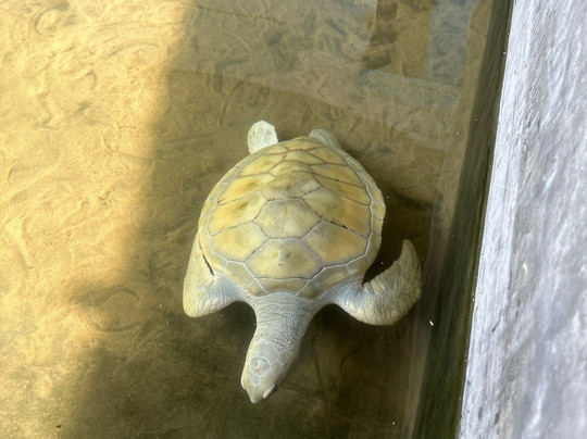 Rubyasia travels and tours-Ja Ela必去景点