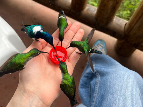 Punto Ornitológico Mindo-明多必去景点