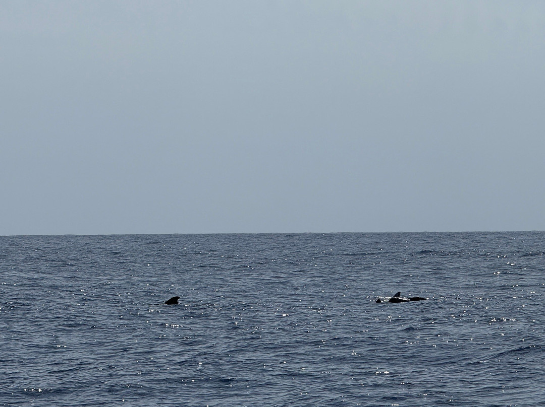 Five Star Boat-拉斯加勒塔斯必去景点