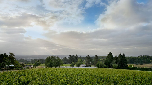 Quailhurst Vineyard Estate