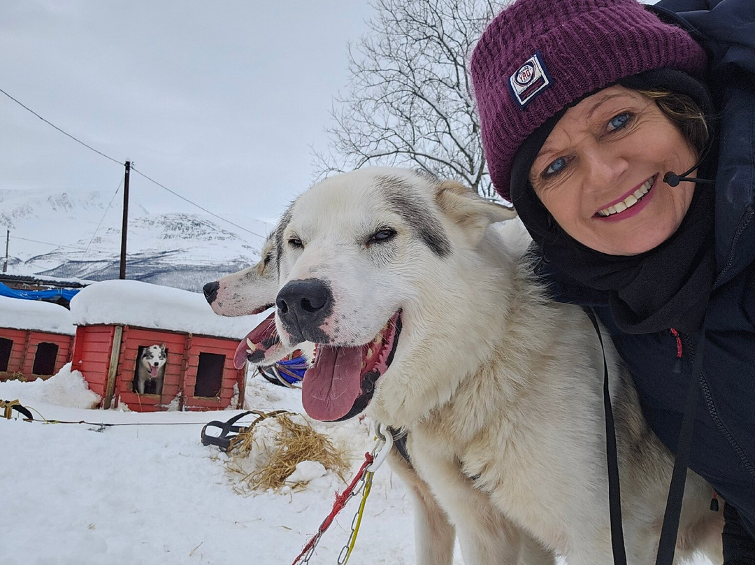 Northern Light Dog Adventure-Nordkjosbotn必去景点