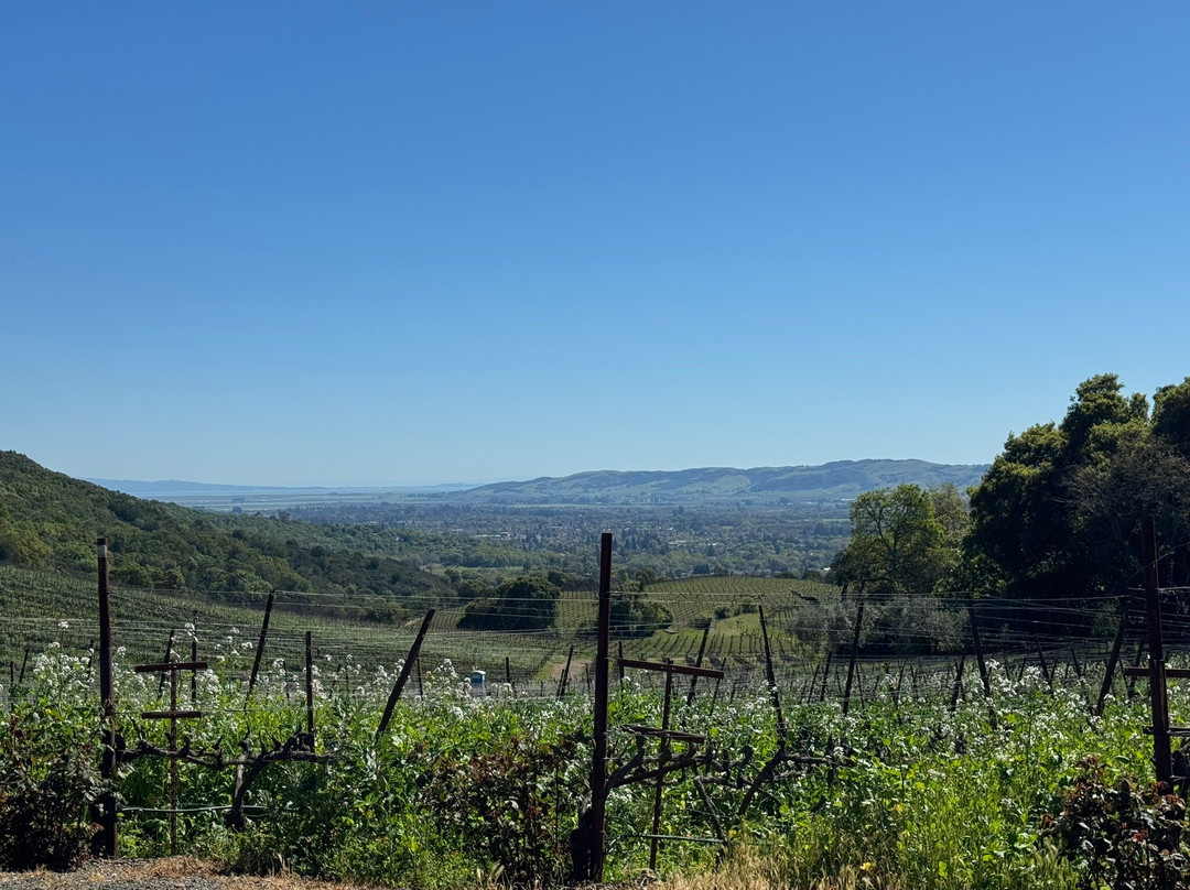 B. Wise Vineyards-Kenwood必去景点