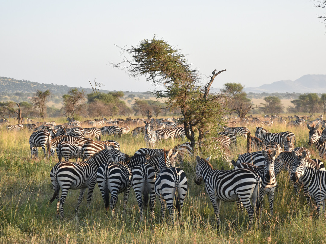 Next Stop Tanzania-阿鲁沙必去景点
