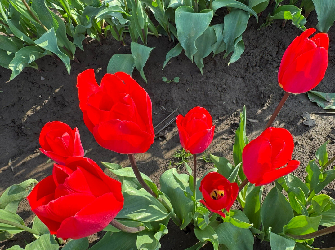 Wooden Shoe Tulip Farm景点图片