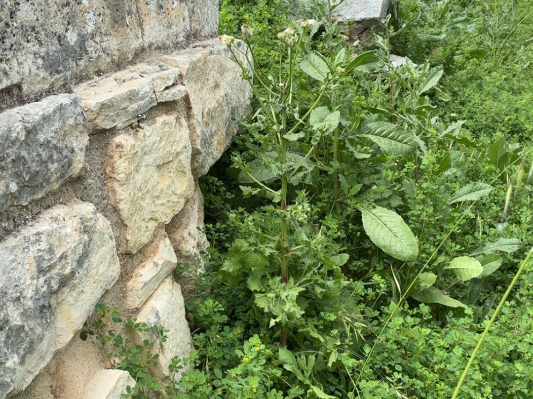 Tylissos Archaeological site-Tylissos必去景点