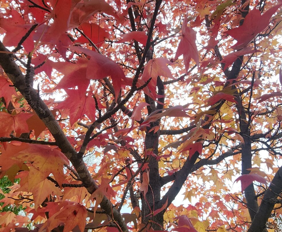 Walcha's Open Air Gallery of sculptures and artworks-Walcha必去景点