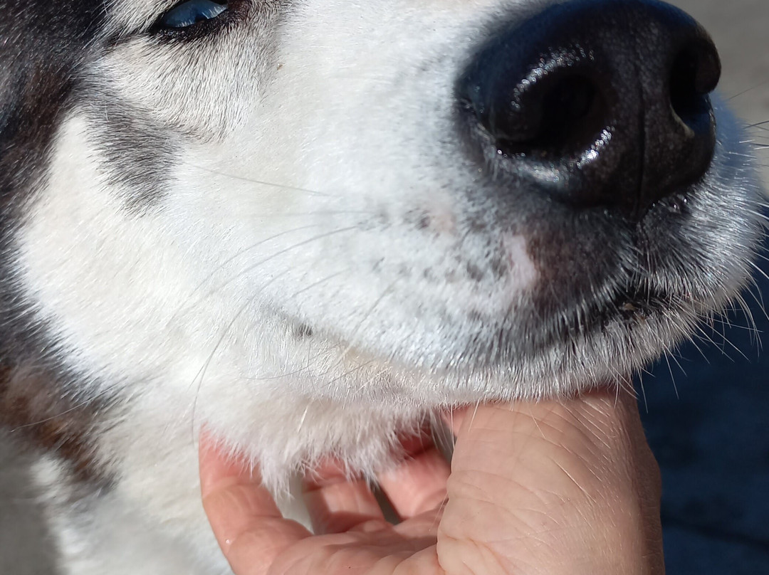 Timberline Racing Siberian Huskies景点图片