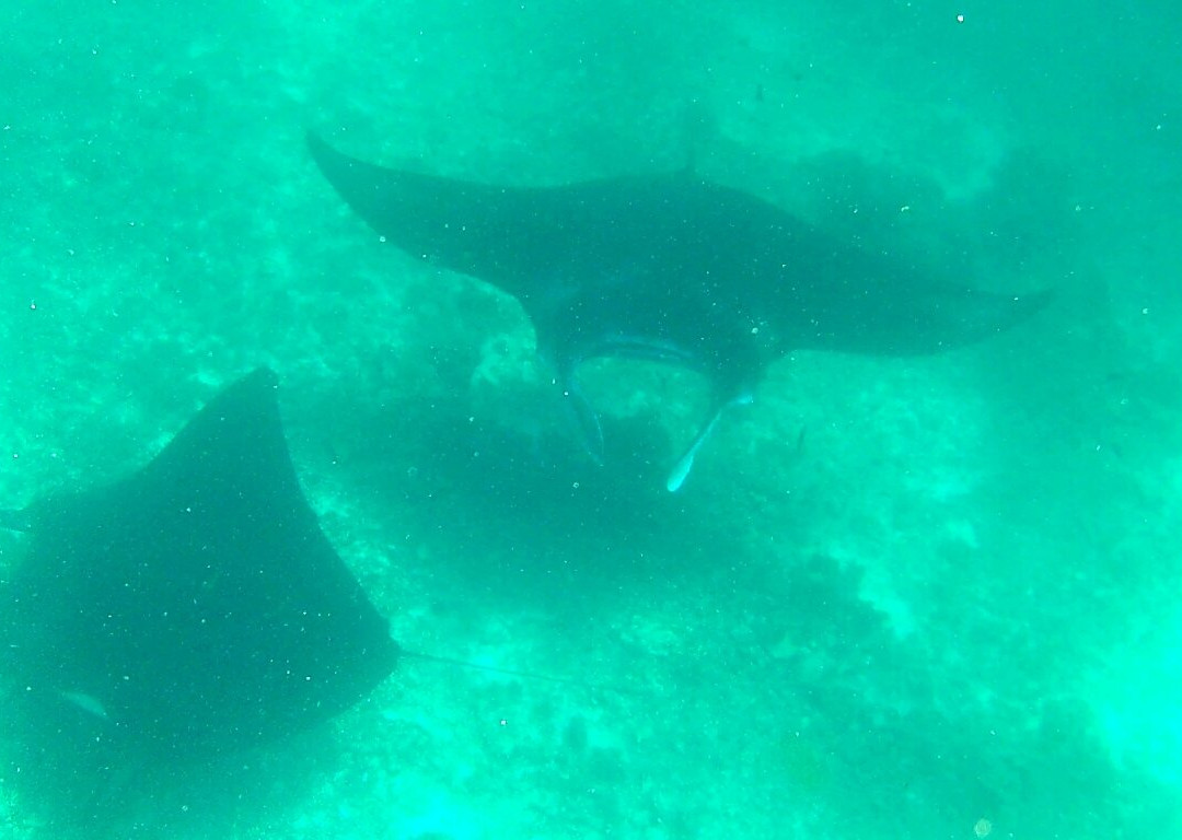 Manta Point-科莫多必去景点