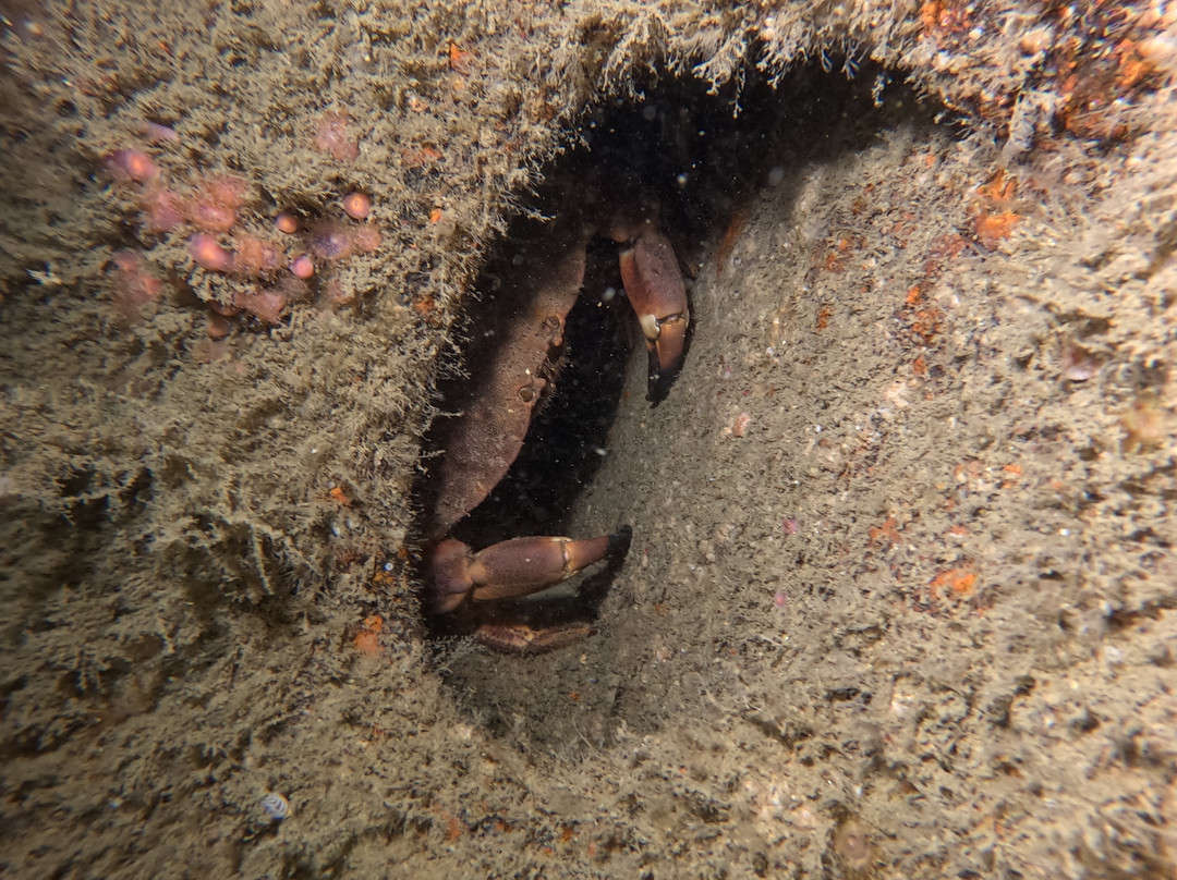 Breizh Tek Diving-Nevez必去景点