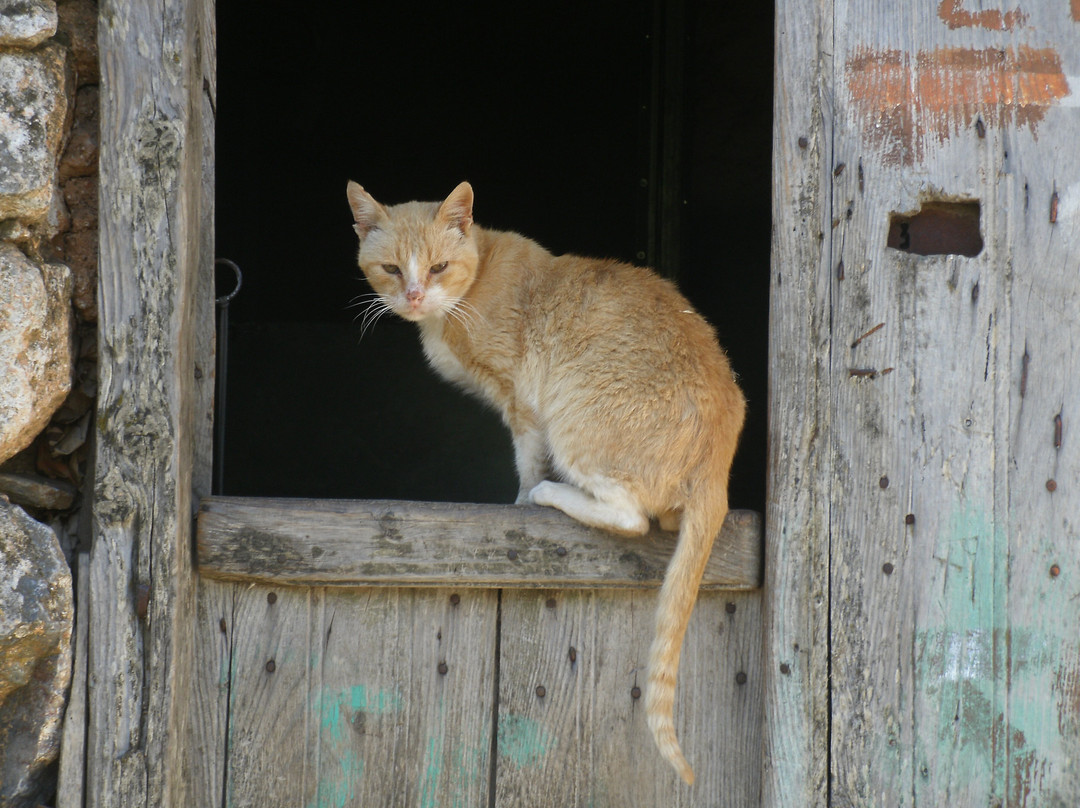 Guesthouse Alonia主图