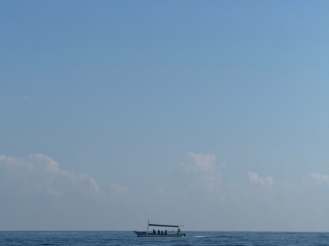 Tiket boat dolphin lovina-罗威那海滩必去景点