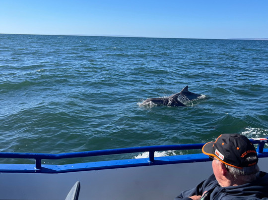 Kangaroo Island Marine Adventures-金斯科特必去景点