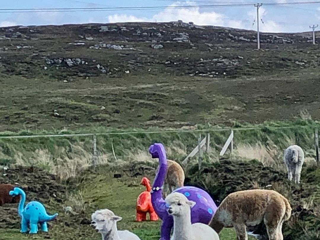 Callanish Alpacas-Callanish必去景点