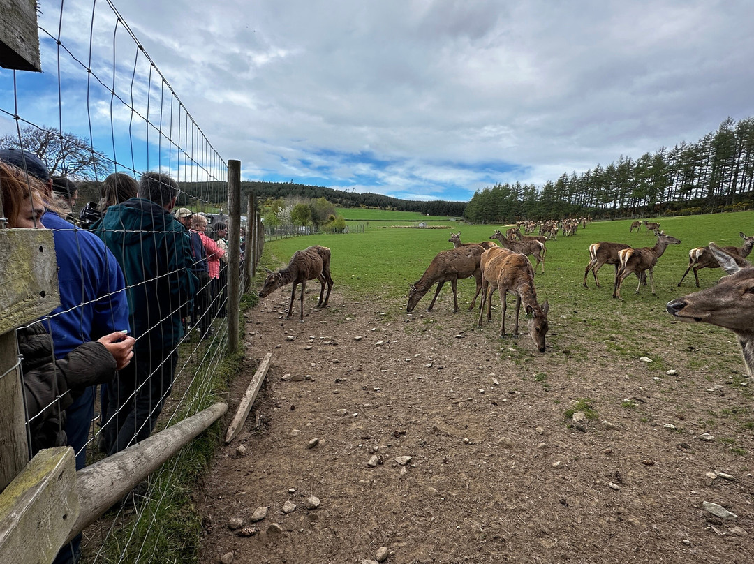 Tullynessle Deer Farm-Alford必去景点