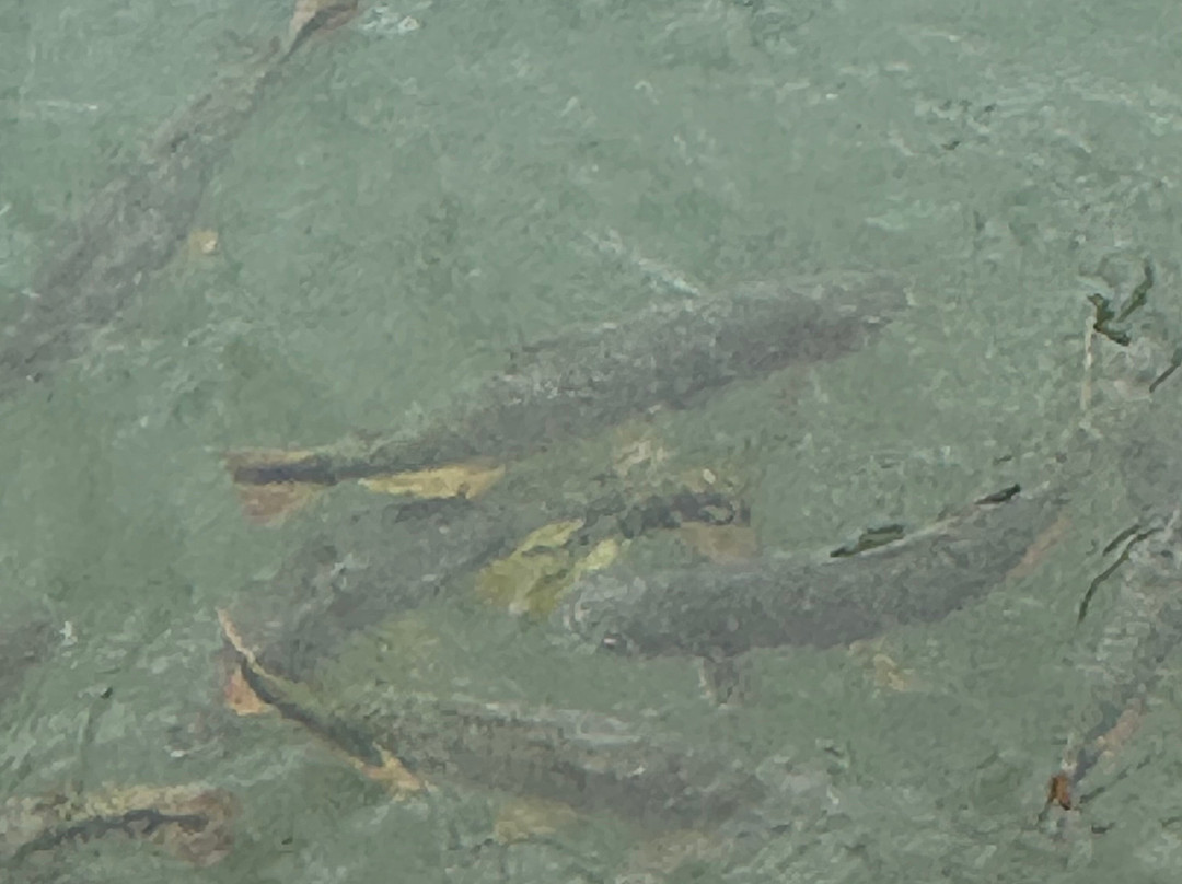 Pousada Chamame主图