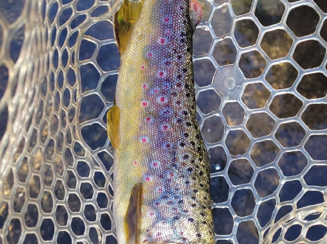 Sedona Fly Fishing Adventures-塞多纳必去景点