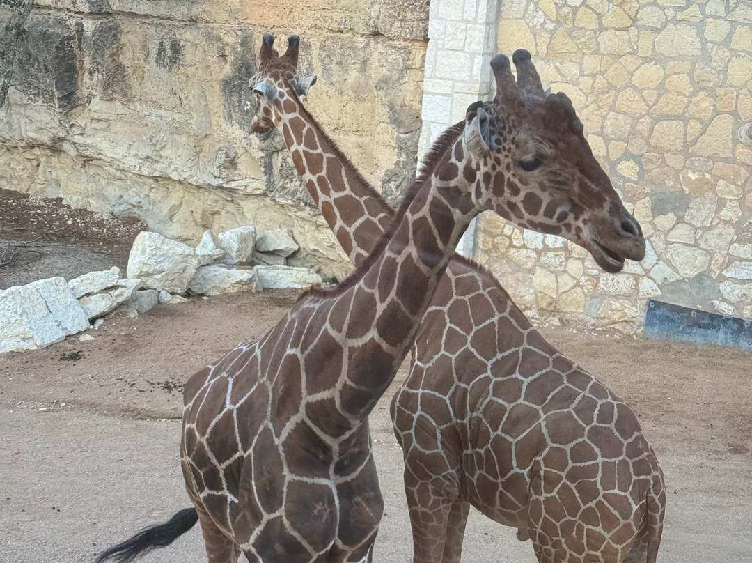 San Antonio Zoo-圣安东尼奥市必去景点