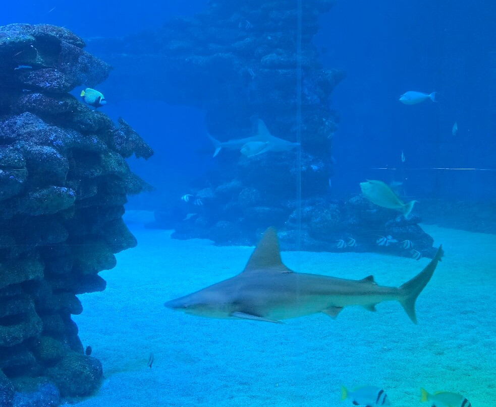 Underwater Observatory Marine Park-埃拉特必去景点