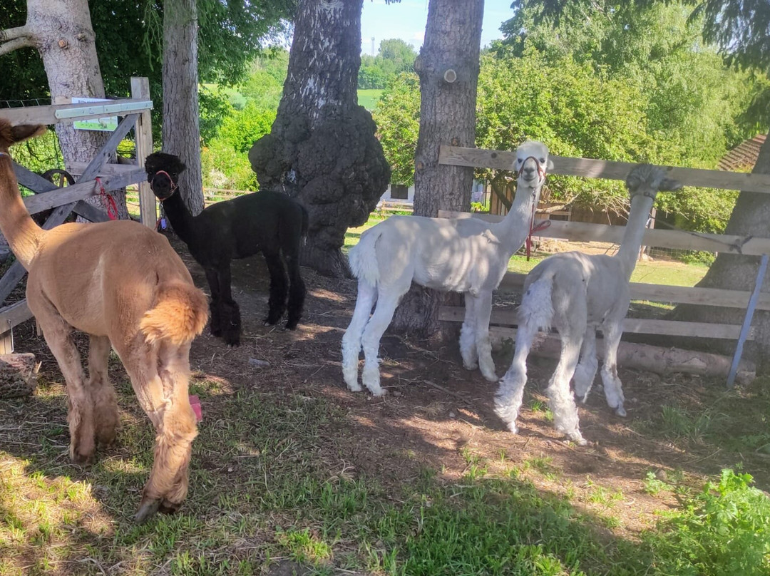 Alpaka Garten-Windach必去景点