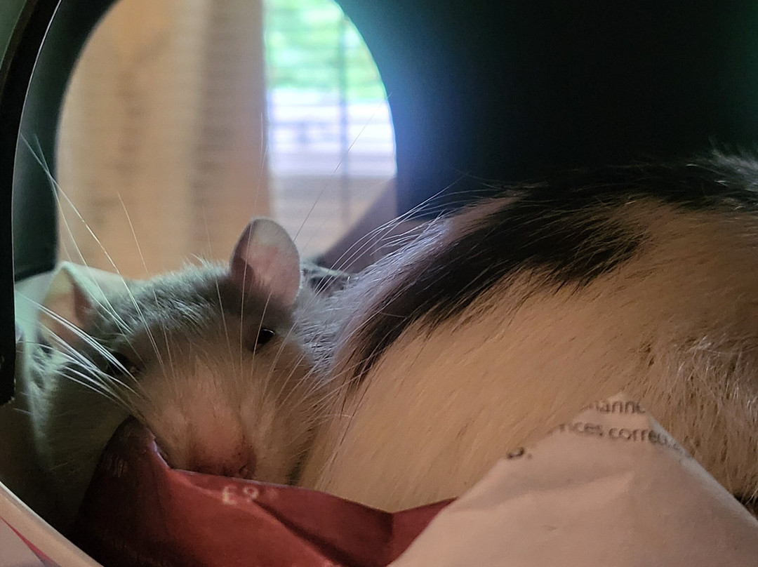 布谷布劳旅馆主图