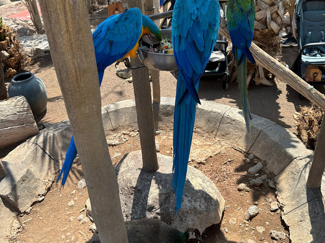 Cocodrilo Park Gran Canaria-阿古伊梅斯必去景点