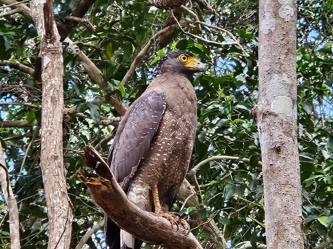 Wilpattu Safari Jeep景点图片