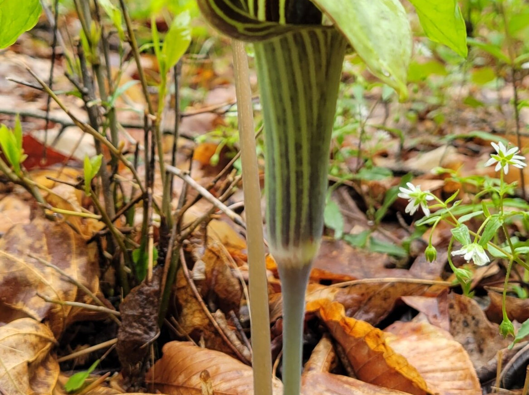 Kanawha State Forest-查尔斯顿必去景点