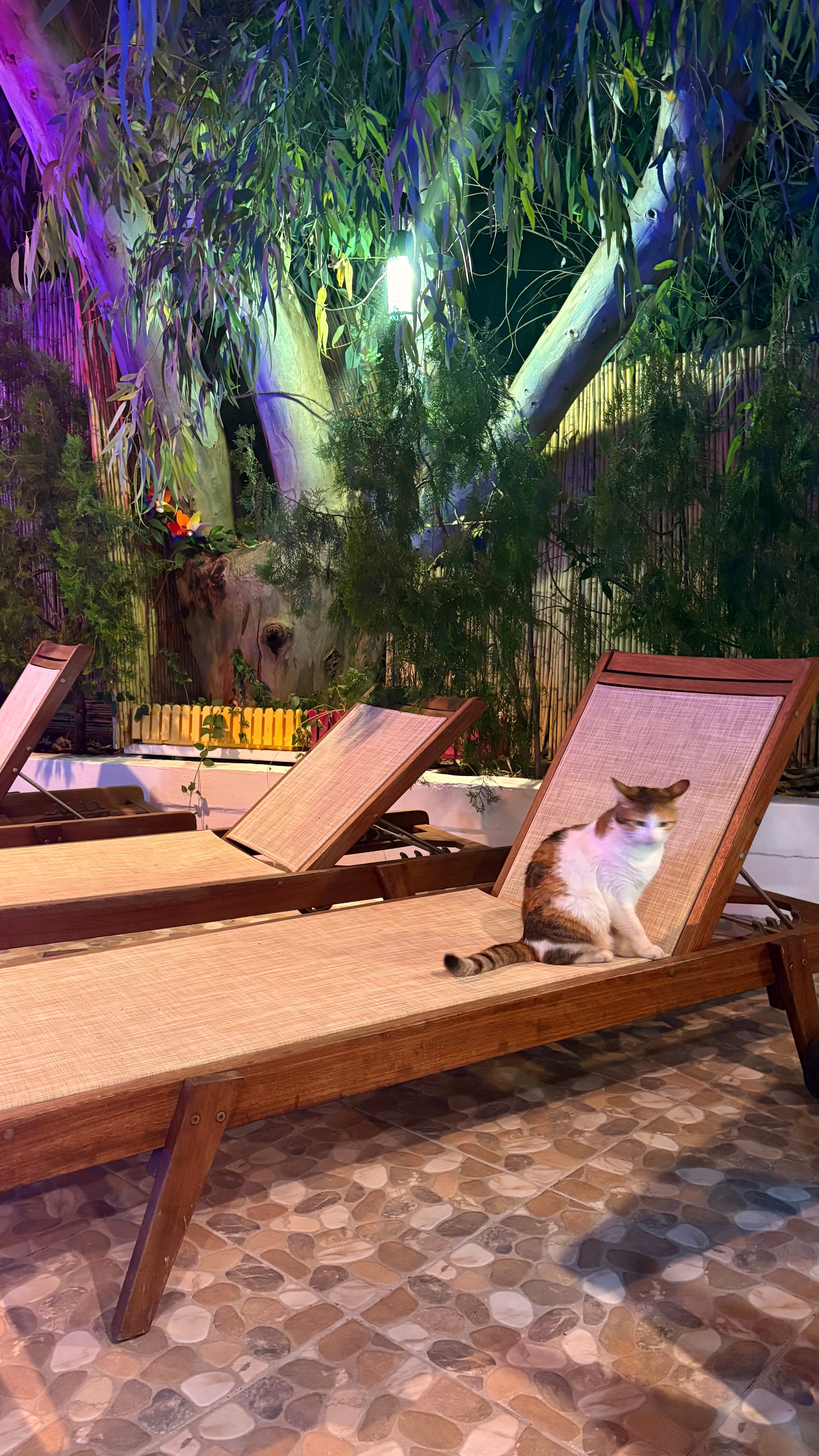 Eden Pyara Hotel Turunc-泳池