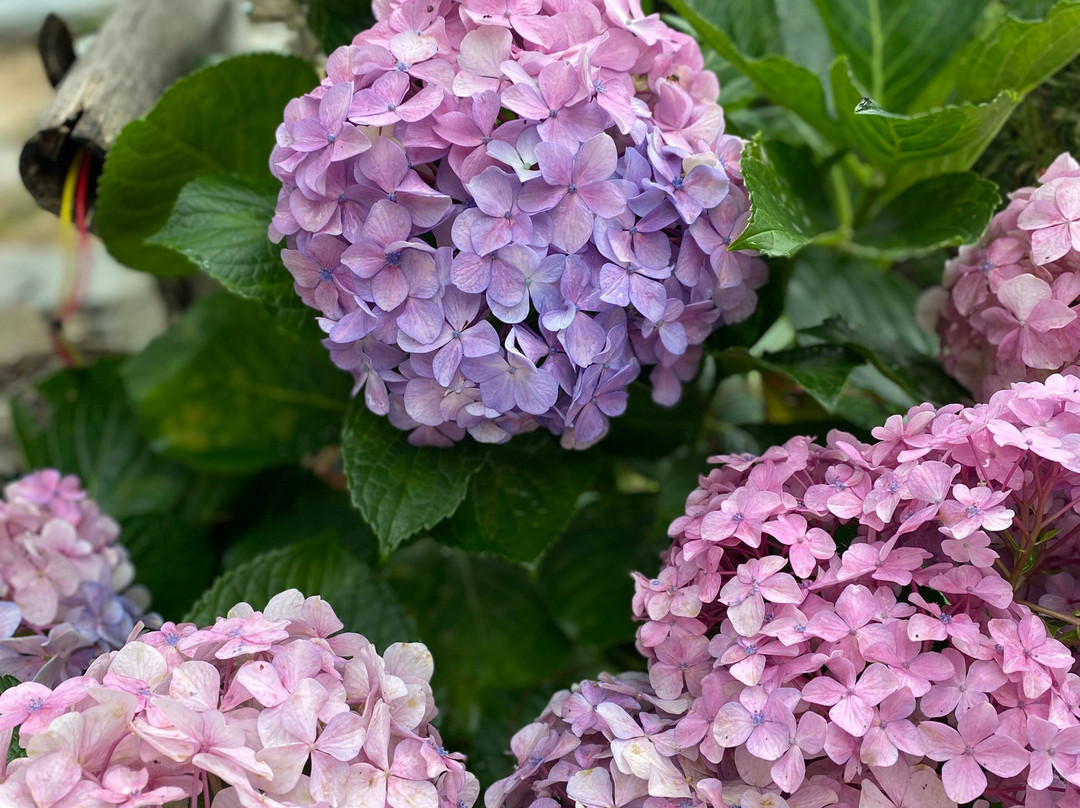 The Lodge At Wah, Kandbari主图