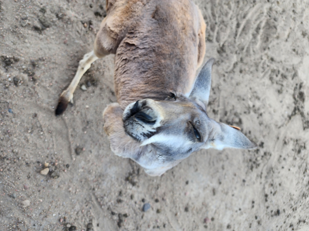 Hedrick's Exotic Animal Farm Bed and Breakfast主图