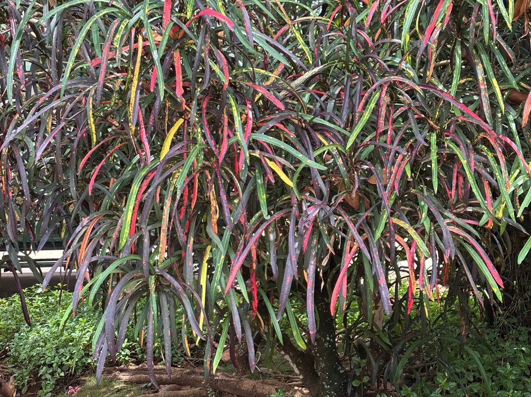 Smiths Tropical Paradise-卡帕阿必去景点