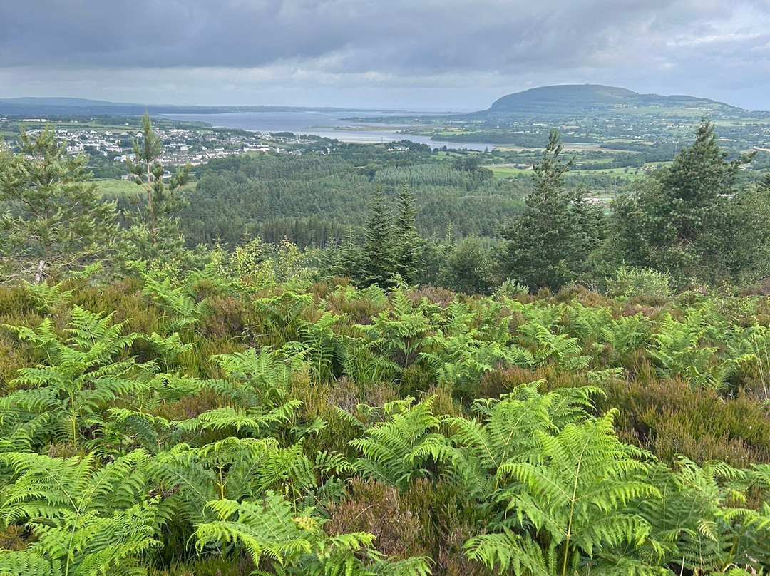 Union Wood / Ballygawley Lough-斯莱戈必去景点