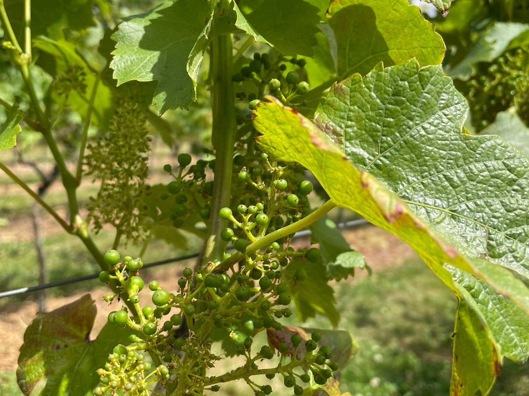 Wildwood Vineyard-Eridge必去景点