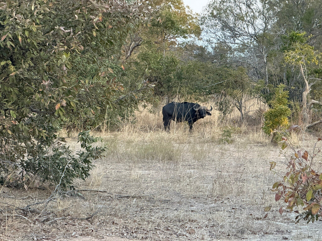 Mophy's Budget Safari-南卢安瓜国家公园必去景点