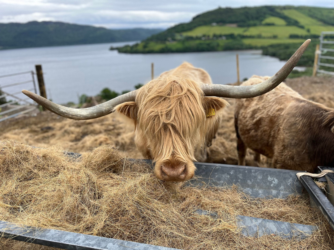 Loch Ness Hub & Travel-德拉姆纳德罗希特必去景点