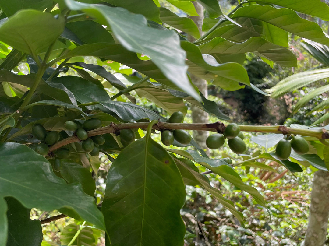 LK Travels & Tours SRI LANKA-卡尔库达必去景点