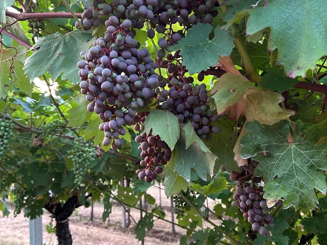 Le Bignele Winery-Valgatara必去景点