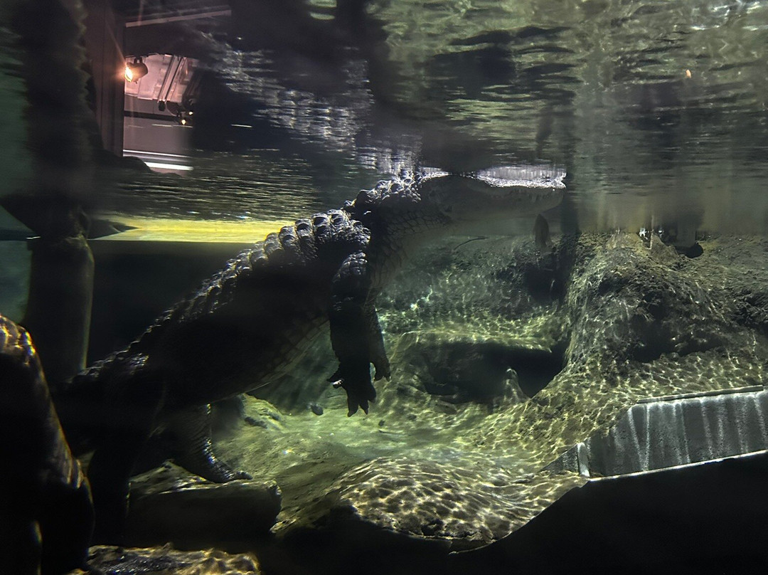 National Mississippi River Museum & Aquarium-迪比克必去景点
