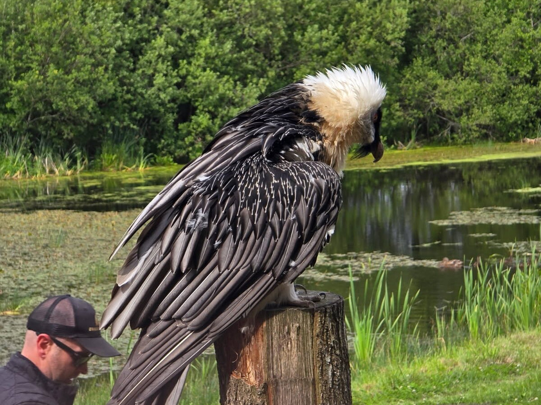 Eagle World-Bindslev必去景点