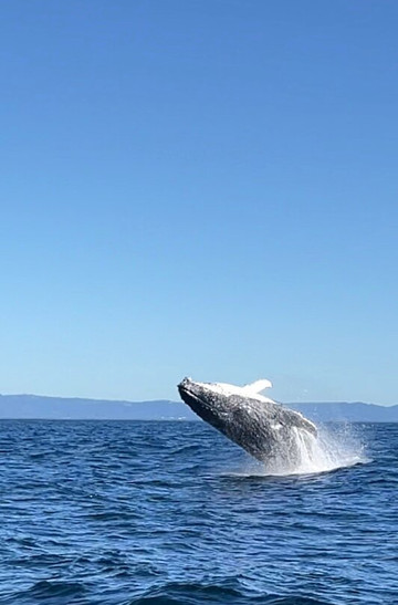 Kokomo Cruises-黄金海岸必去景点